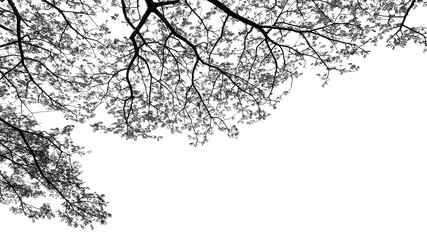 sky and tree foreground black and white 1