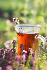 Cup of hot herbal tea in thyme herbs in summer. Turkish tea cup in summer