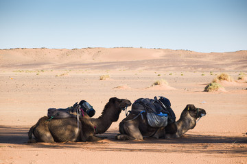 Dos camellos cargados con material descansando a la sombra en el desierto del Sahara en Marruecos