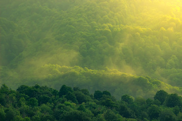 Obraz premium MMisty landscape with forest in mountain in vintage abstract retro style.