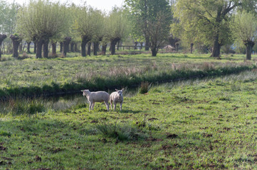 Two lambs in a meadow with a ditch and a row of willow trees.