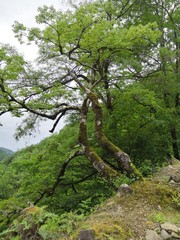Tree with green moss over a cliff
