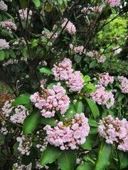 Small pale pink flowers on a bush in the garden