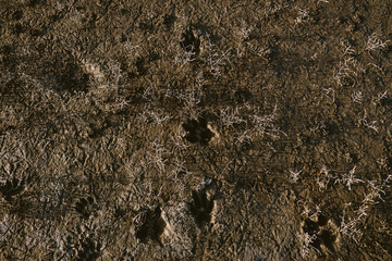 Animal tracks on dry mud