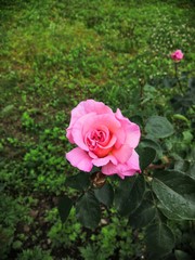 Light pink roses blooming in the garden