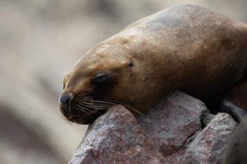 Closeup of seal in the National Park of Seals in Pisco, Peru