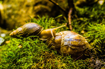 Weinbergschnecken in einem Moosbeet beim Kriechen mit viel grün und Schneckenkind