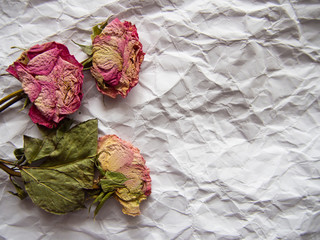 dried flowers on crumpled white paper