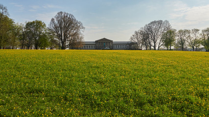 Feld mit gelben Butterblumen ( buttercup ) . Im Hintergrund das Naturkunde Museum in Stuttgart, dass von heimischen Bäumen umgeben ist, im oberen Schloss Garten in Stuttgart