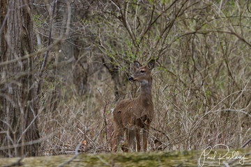 White-tailed deer in a forest in spring with newly emerging green vegetation.