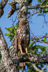 Crested Hawk Eagle 
