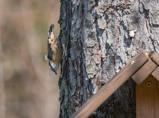 Close up wood Nuthatch or Eurasian nuthatch, climbing on larch tree trunk with head down. Green bokeh background, copy space.