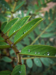 green leaf with dew drops