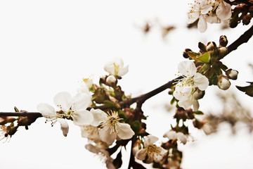 Close-up cherry blossoms in spring. Tender sprig of a young blooming cherry in spring