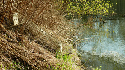 Trap cage on european beaver in bushes on river bank. illegal hunting removal hunter. Camouflaged in the bushes of plants and shrubs. Hunting catching bait. Traps are catch pests, bait empty box