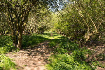 Worn path shaded by trees
