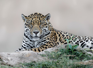 Portrait of jaguar resting and watching © xyo33