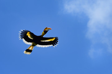 Great Indian Hornbill Flight