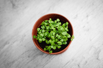 Young green basil sprouts with water drops in pot on light gray background. Home gardening concept. Top view.