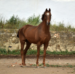 spanish beautiful horse on the field