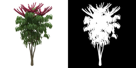 Front view of tree (Schefflera Actinophylla) png with alpha channel to cutout 3D rendering
