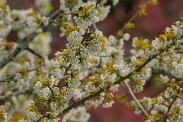 2020-04-15 CHERRY BLOSSOMS IN BLOOM IN BELLEVUE WASHINGTON