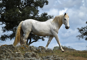 Obraz na płótnie Canvas spanish beautiful horse on the field