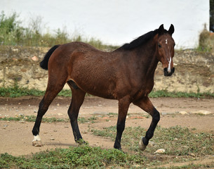Fototapeta premium spanish beautiful horse on the field