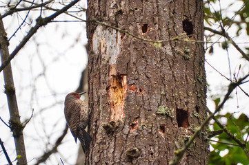 2020-04-06 A WOODPECKER PERCHED ON A TREE ON MERCER ISLAND WASHINGTON