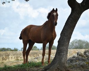 spanish beautiful horse on the field