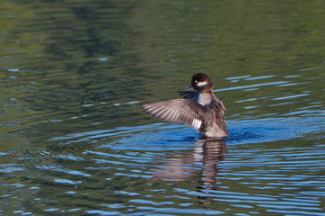 2020-04-07 SMALL DUCK FLAPPING ITS WINGS AT PHANTON LAKE BELLEVUE WASHINGTON