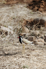 Ranthambore national park in India