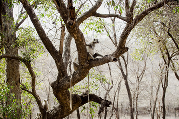 Fototapeta na wymiar Grey Langur at Ranthambore National Park in India