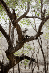 Fototapeta na wymiar Grey Langur at Ranthambore National Park in India