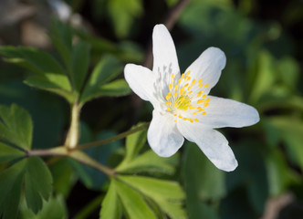 close up macro of beautiful perfect white wood anemone flower, Anemone nemorosa, selective focus, bokeh, spring floral background