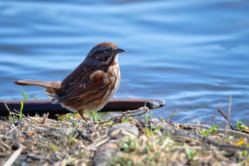  2020-04-09 A SMALL SONG BIRD ON THE SHORES OF LAKE WASHINGTON NEAR SEATTLE WASHINGTON