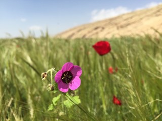 flower in meadow