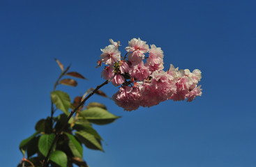 Colorful sakura blossom on blue sky background, close up.