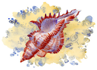 Fototapeta premium Watercolor set of seashells on white background for your menu or design