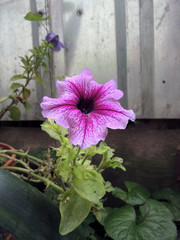 Purple petunia flowers in the garden with blur background