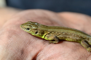 green lizard on a blurred hand
