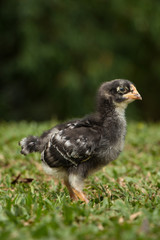 baby chicken in the grass