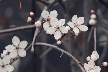 wei&szlig;e Bl&uuml;ten von Schwarzdorn
