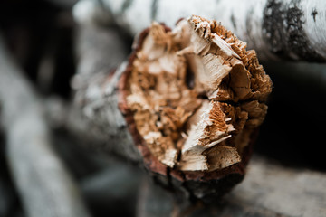 Broken tree trunk