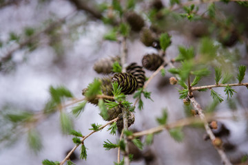 Cones on a branch