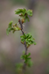Growing leaves on a plant