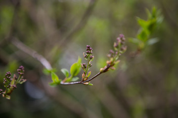 Purple flowers ona branch