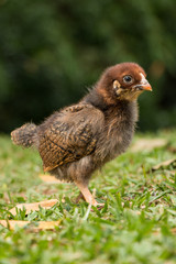 baby chicken in the grass