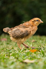 baby chicken in the grass