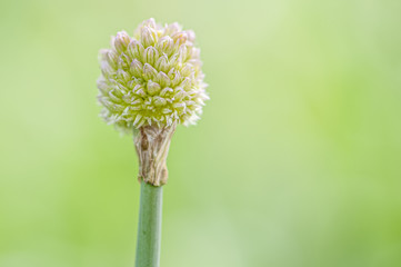Iranlauch Allium aflatunense Blütenknospe vor unscharfem Hintergrund